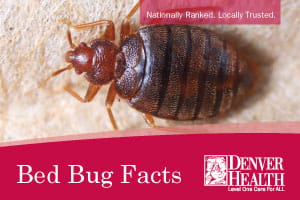 Bed Bugs Fact Sheet Image/Thumbnail